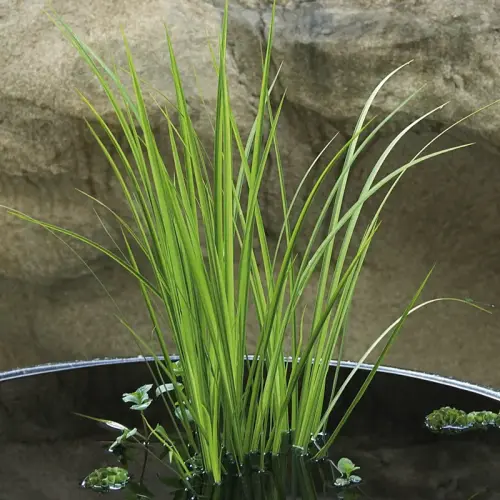 Gras-Kalmus, gelb-grün