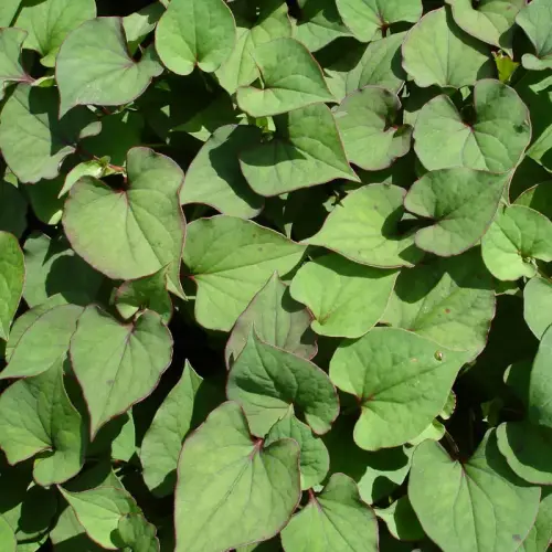 Houttuynie, gefüllt