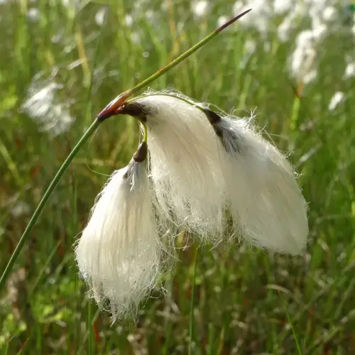 Schmalblättriges Wollgras