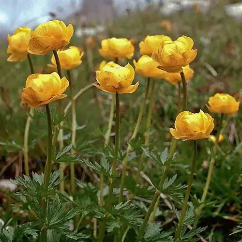 Europäische Trollblume