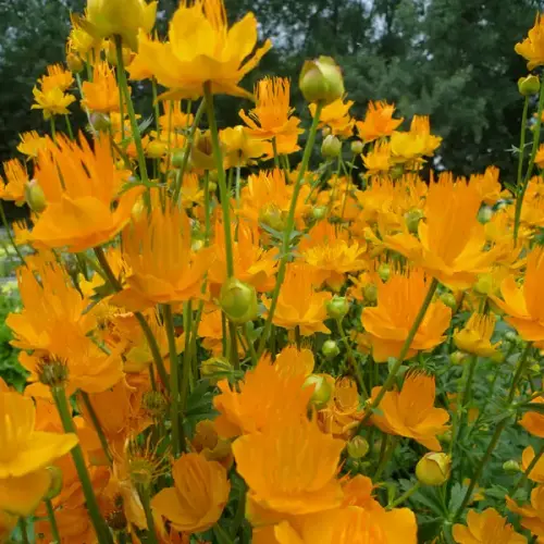 Trollblume 'Golden Queen'