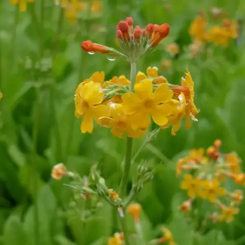 Etagen-Primel, orange