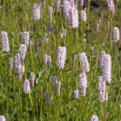 Schlangen-Knöterich