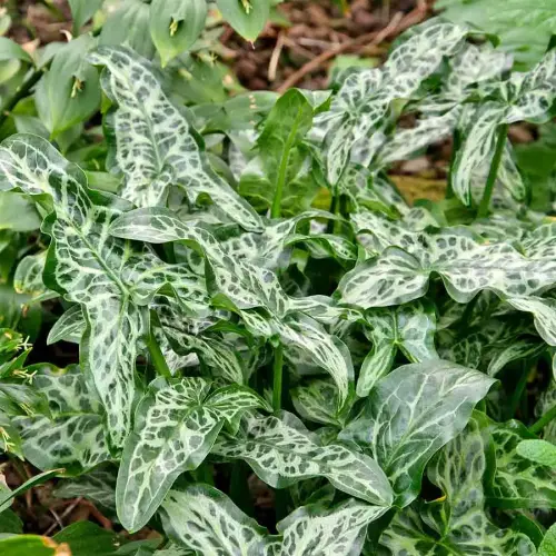 Italienischer Aronstab