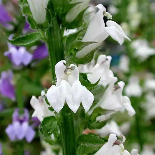 Wasser-Lobelie, weiß