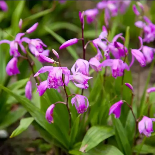 Japanorchidee, tiefrosa