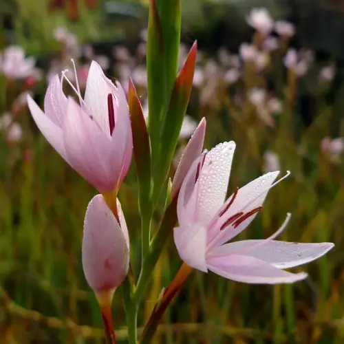 Sumpfgladiole, Spaltgriffel, rosa