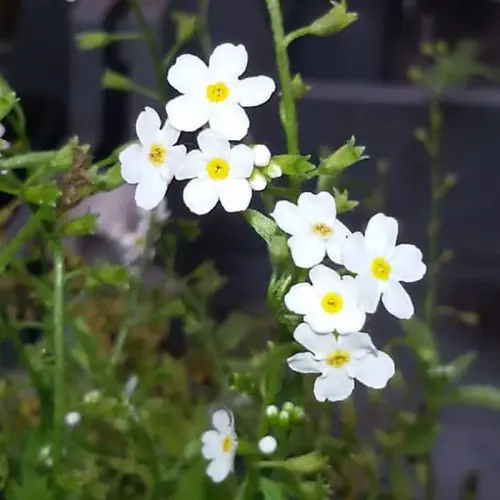 Sumpf-Vergißmeinnicht, weiß