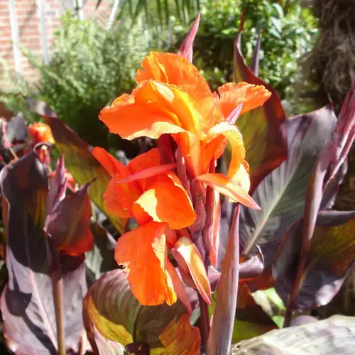 Sumpf-Canna, rot