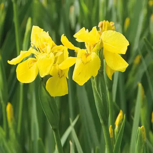 Wasser-Schwertlilie gefüllt blühend