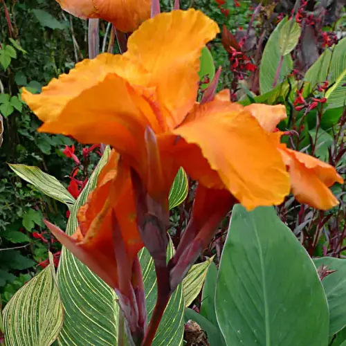 Sumpf-Canna, orange