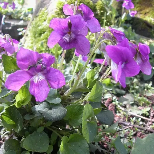 Veilchen, rotviolett