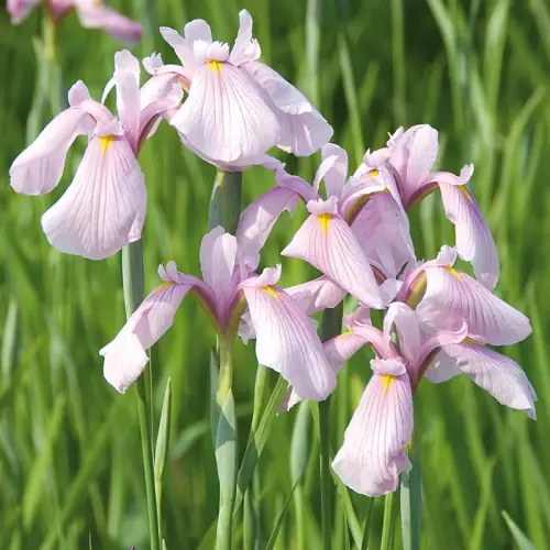 Asiatische Iris, rosa