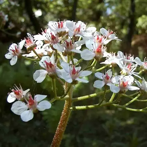 Schildblatt