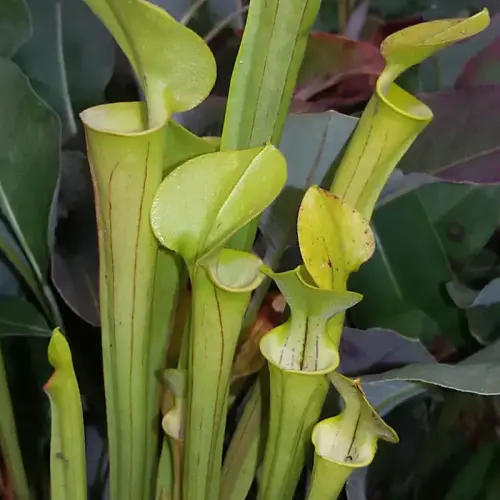 Schlauchpflanze, gelb