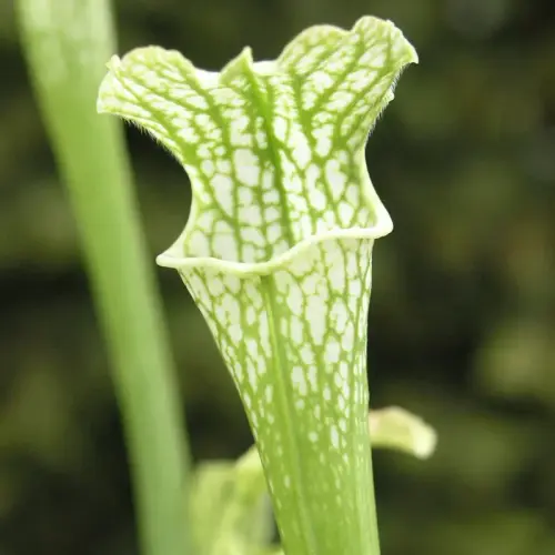 Schlauchpflanze, weiß