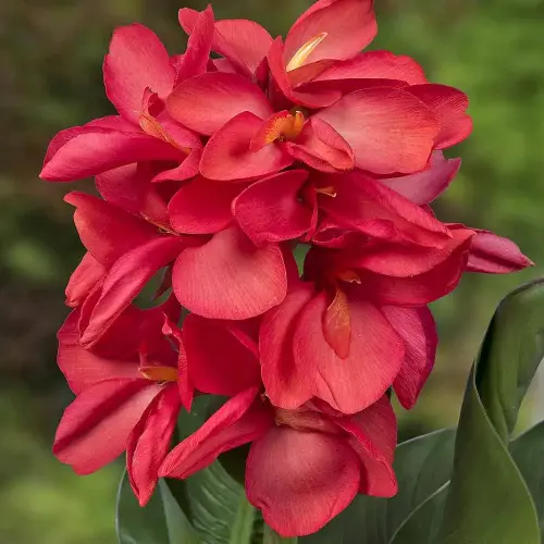 Sumpf-Canna 'Isabel'