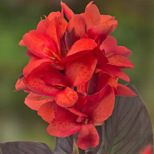 Sumpf-Canna 'Julia'