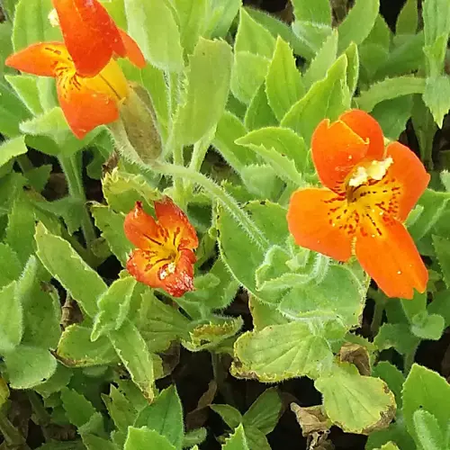 Gauklerblume, orange/rot