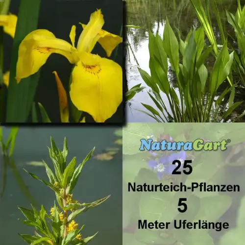 Natur-Teichpflanzen 25