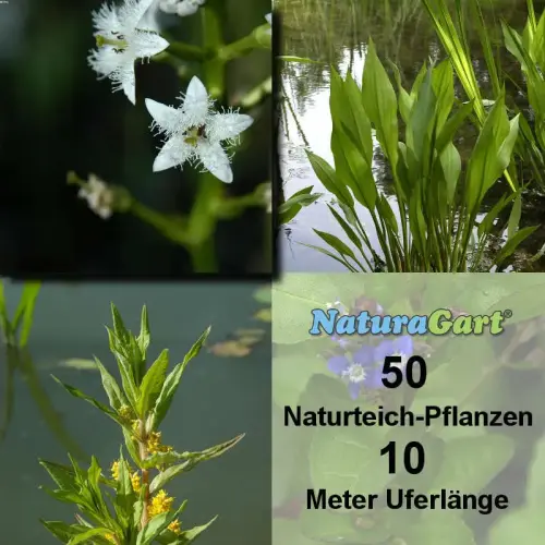 Natur-Teichpflanzen 50