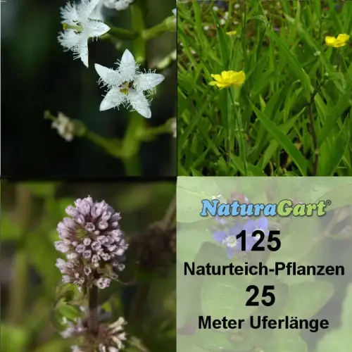 Natur-Teichpflanzen 125