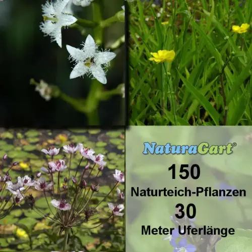 Natur-Teichpflanzen 150