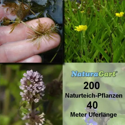 Natur-Teichpflanzen 200
