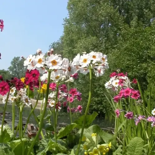 Zierteich-Pflanzen