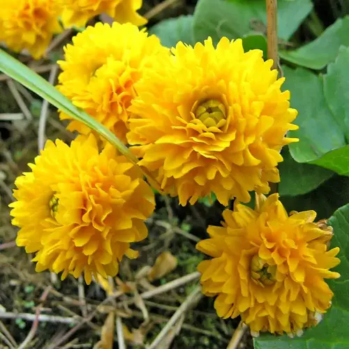 Zierteich-Pflanzen 40