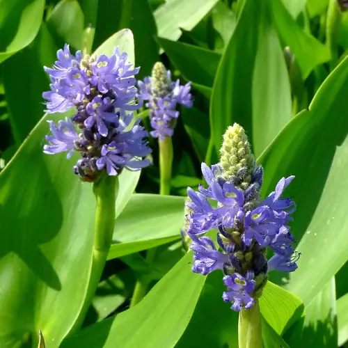 Zierteich-Pflanzen 60