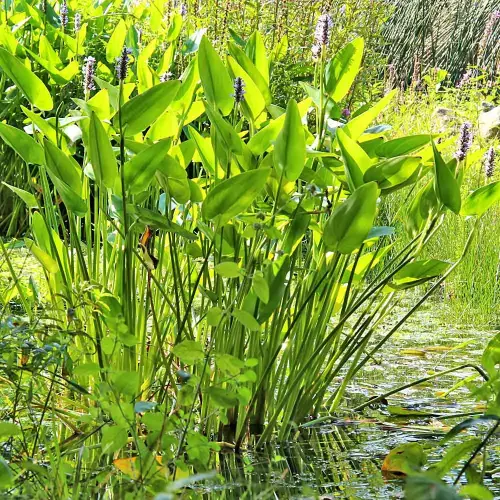 Tiefwasser-Röhricht