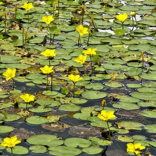 Schwimmblattpflanzen