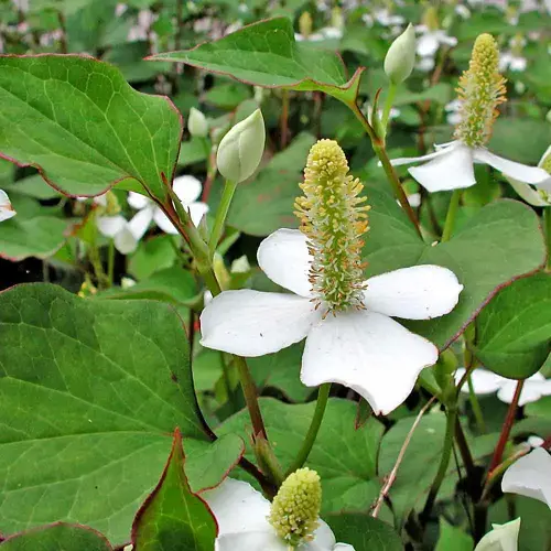 Schatten-Ufer-Sortiment
