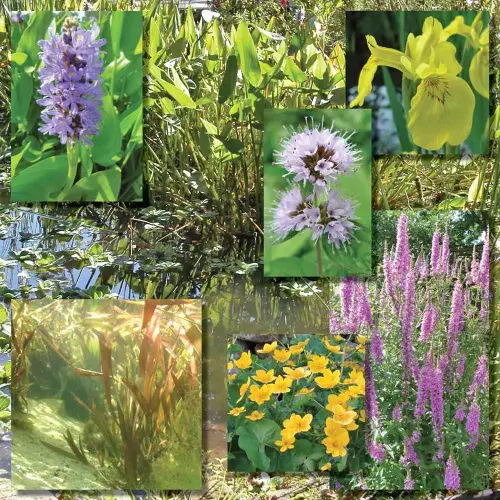 Universal-Filtergrabenpflanzen, Perfektes Sortiment