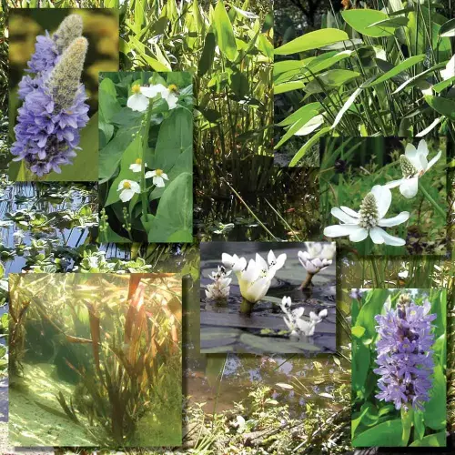 Artikelbild des Artikels “Zier-Filtergrabenpflanzen, Perfektes Sortiment “