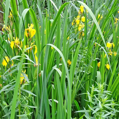 Artikelbild des Artikels “Klärgraben “