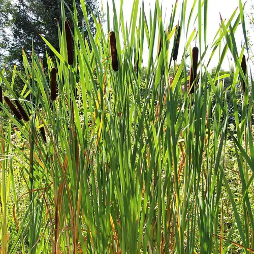 Artikelbild des Artikels “Klärbeet “