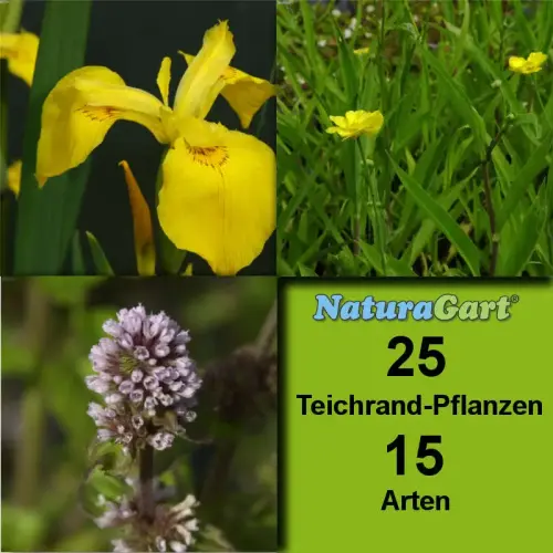 Teichrandpflanzen 25