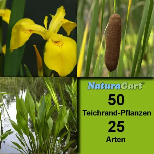 Teichrandpflanzen 50