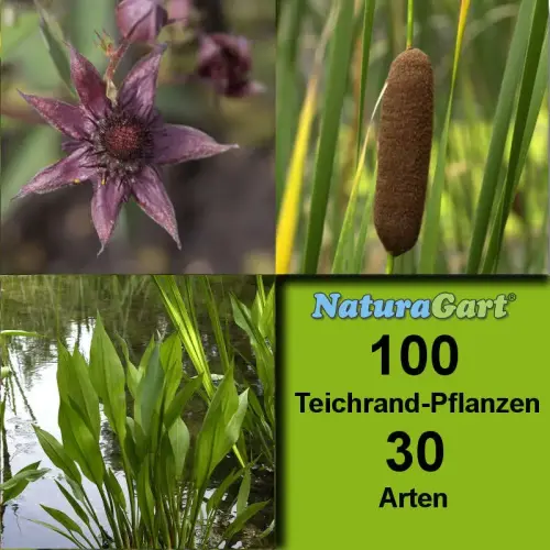 Teichrandpflanzen 100