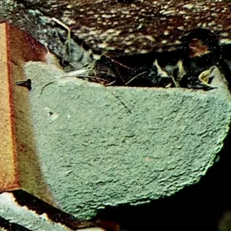 Artikelbild des Artikels “Rauchschwalben-Nest “