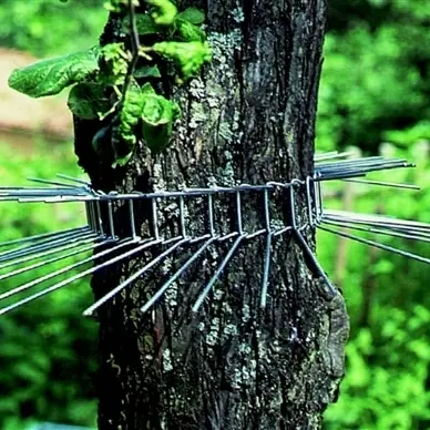 Artikelbild des Artikels “Katzen-Abwehrgürtel 1 “