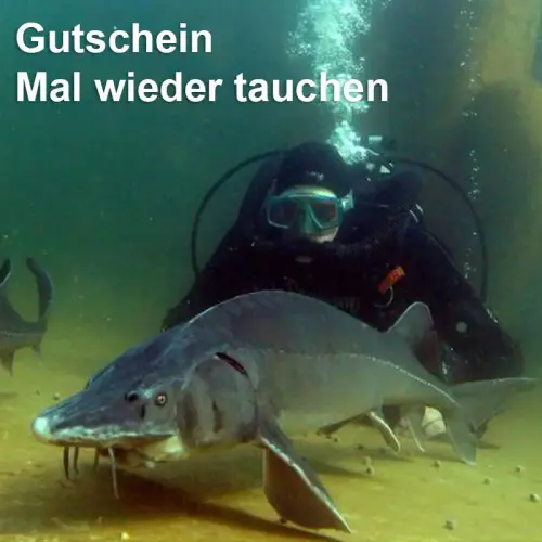 Mal wieder tauchen, Gutschein per Email