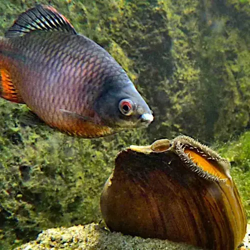 Kleinfisch-Teich, preiswerte Bauweise