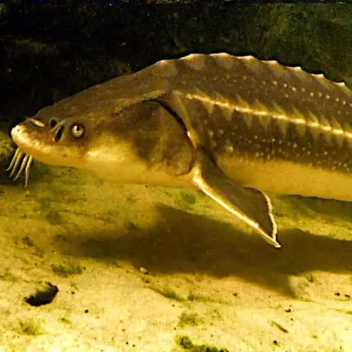 Stabiler Fischteich, preiswerte Bauweise