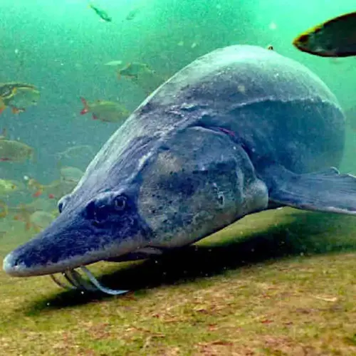 Maxi-Fischteich, preiswerte Bauweise