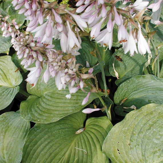 Teich-Umfeld, schattig, halbhoch 20 