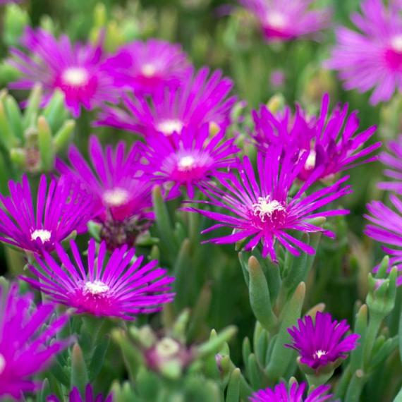 Stauden-Sonnen-Decke 25 