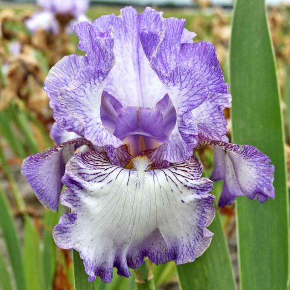 Garten-Schwertlilie 'Earl of Essex' 